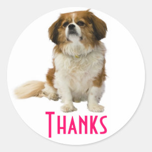 Redondo Obrigado King Charles Spaniel Filhote Adesivo