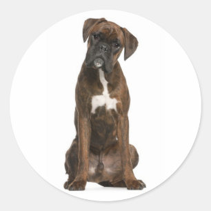 Redondo Olá / Oi Adesivo de Boas-vindas Cachorrinho Boxer
