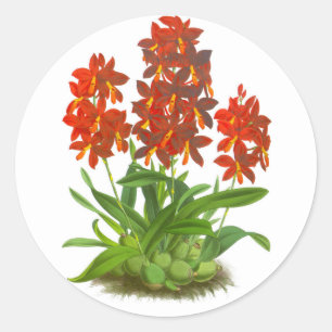 Redondo Orange Red Orchid Flower_GC - Adesivo