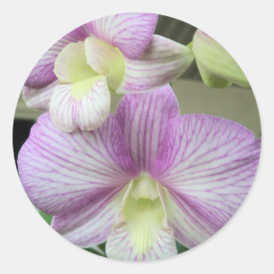 Redondo Orquídea branca e roxa delicada num adesivo