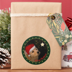 Redondo Ouro Retriever Puppy com adesivo Santa Hat