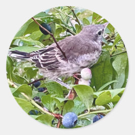 Redondo Pássaro no adesivo do Ramal Blueberry