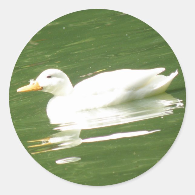 Redondo Pato no adesivo de água (Frente)