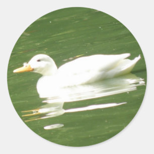 Redondo Pato no adesivo de água
