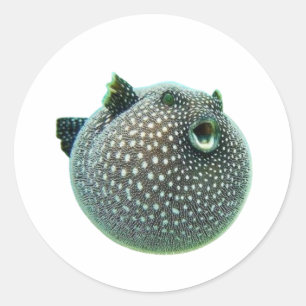 Redondo Peixe-Bola Manchado Divertido Adesivo - Peixe-Bola