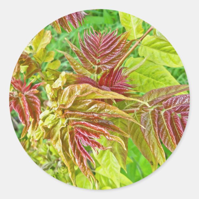 Redondo Primavera Sumac deixa adesivo (Frente)