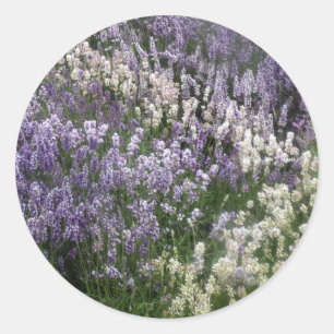 Redondo Recaxando o adesivo dos campos de Lavanda