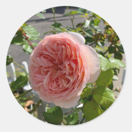 Redondo Rosa x centifolia (Rosa couve-flor) adesivo