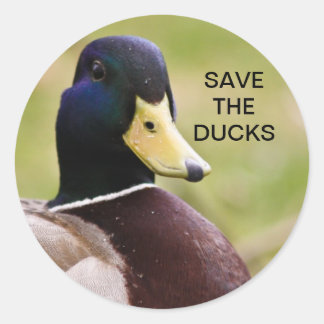 Redondo Salve O Adesivo Dos Patos