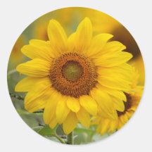 Selos de Envelope de Adesivo Floral de Girassol
