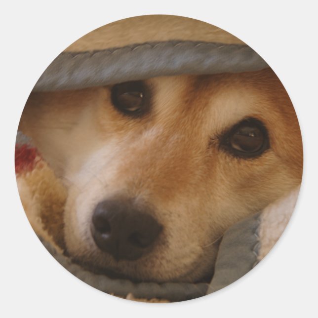 Redondo Shiba num adesivo em branco (Frente)