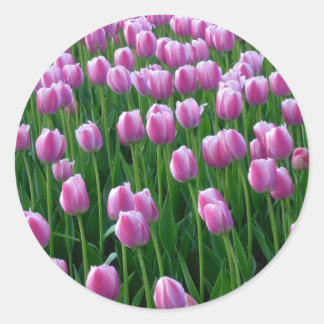 Redondo Tulips 14 Adesivo
