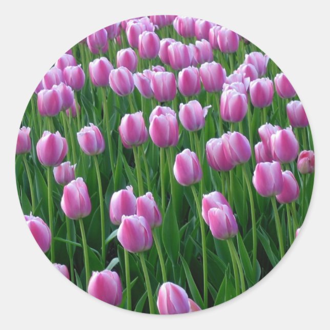 Redondo Tulips 14 Adesivo (Frente)