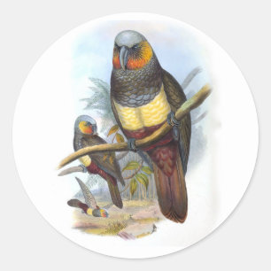 Redondo Vintage Parrot Bird PE_GC - Adesivo
