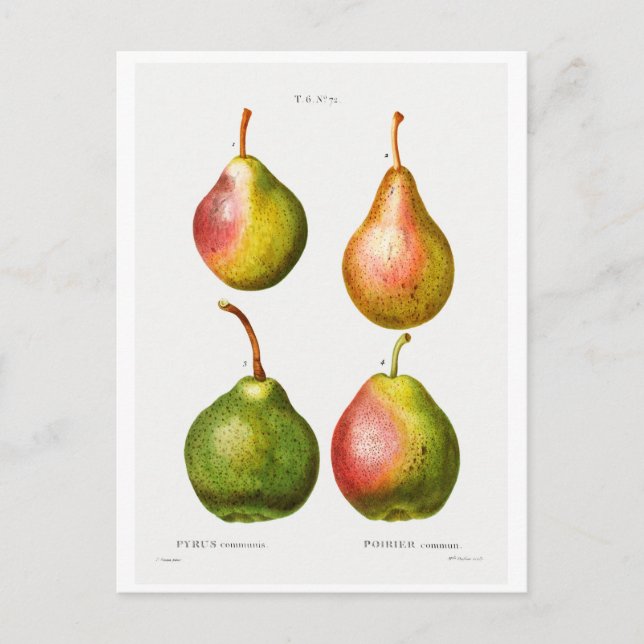REDOUTÉ BOTÂNICA ILUSTRAÇÃO DO CARTÃO POSTAL "PEAR (Frente)