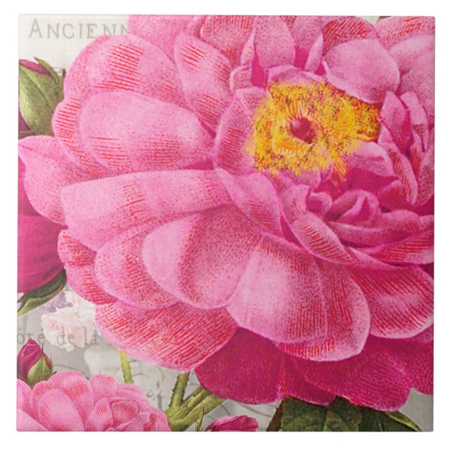 Redoute de Azulejo cerâmico rosa rosa rosa (Frente)