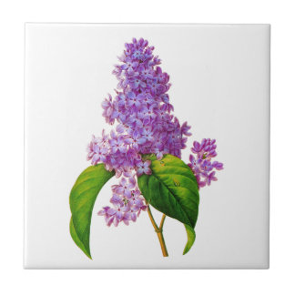 Redoute Lilacs