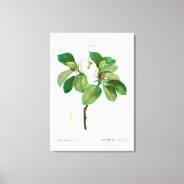 REDOUTÉ "MAGNÓLIA" ESTICADA IMPRESSÃO DE CANVAS