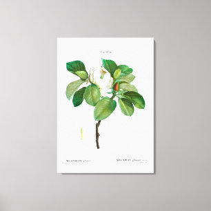 REDOUTÉ "MAGNÓLIA" ESTICADA IMPRESSÃO DE CANVAS