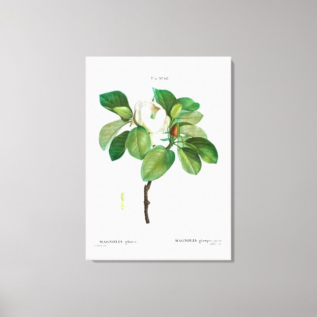 REDOUTÉ "MAGNÓLIA" ESTICADA IMPRESSÃO DE CANVAS (Frente)