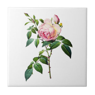 Redoute Rosas Rosa