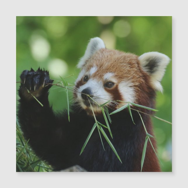 RedPanda 002 (Frente)