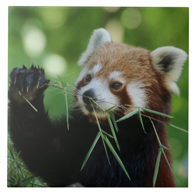 RedPanda 002 (Frente)