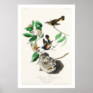 Redstart Americano por Poster de Audubon