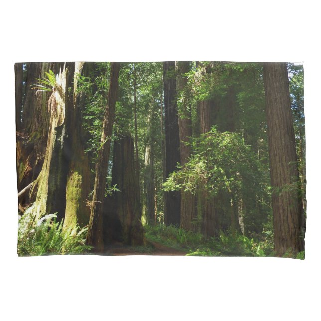 Redwoods e Samambaias no Parque Nacional Redwood (Frente)