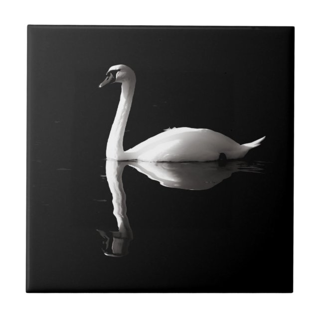 Reflexão Do Cisne Branco Elegante No Lago Negro (Frente)