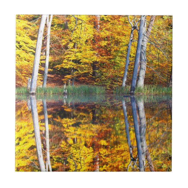 Reflexão do outono (Frente)