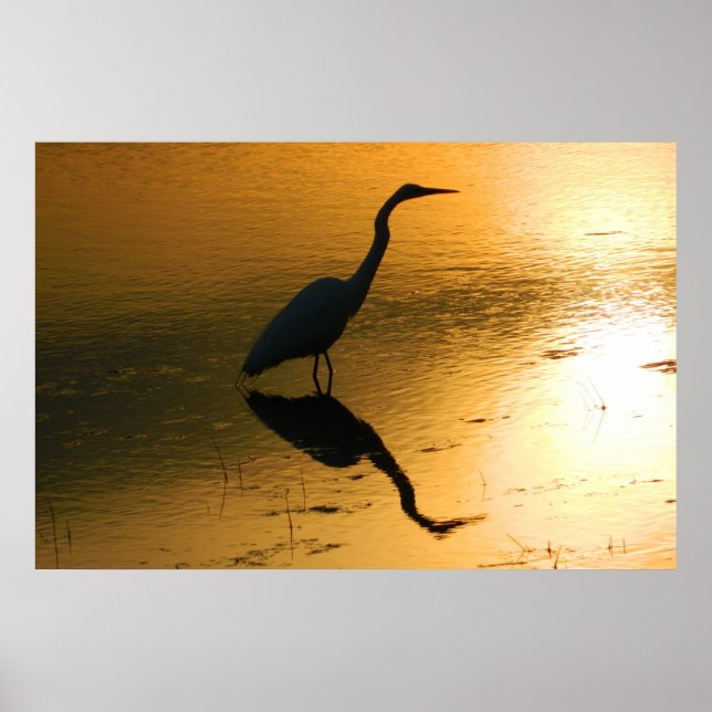 Reflexão Egret no Sunset Poster (Frente)