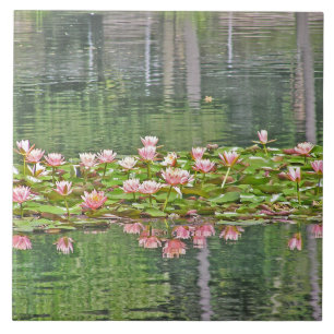 REFLEXÕES DE LOTUS BLOSSOMS/POND DO ROSA DA TELHA
