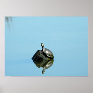 Reflexões do poster do primavera (tartaruga)