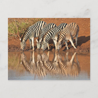 Reflexos: Cartão postal de zebras
