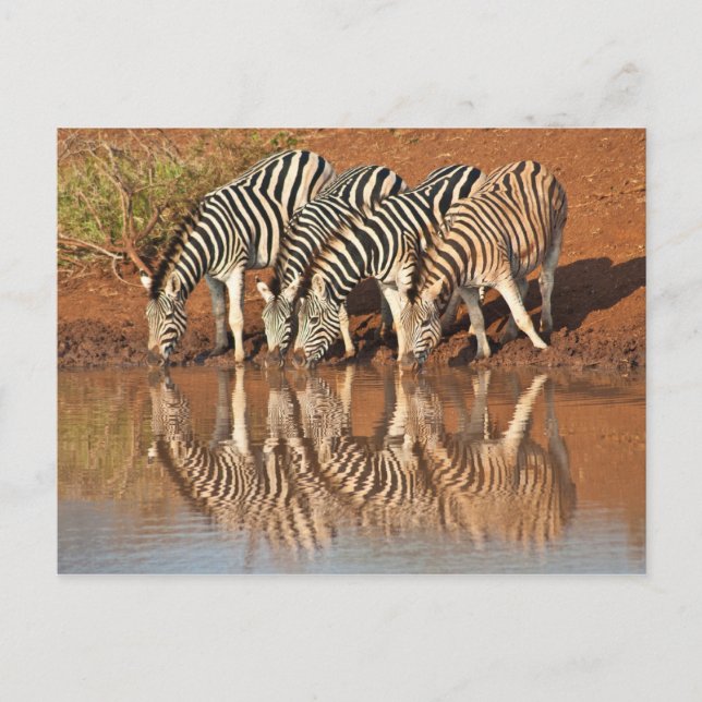Reflexos: Cartão postal de zebras (Frente)