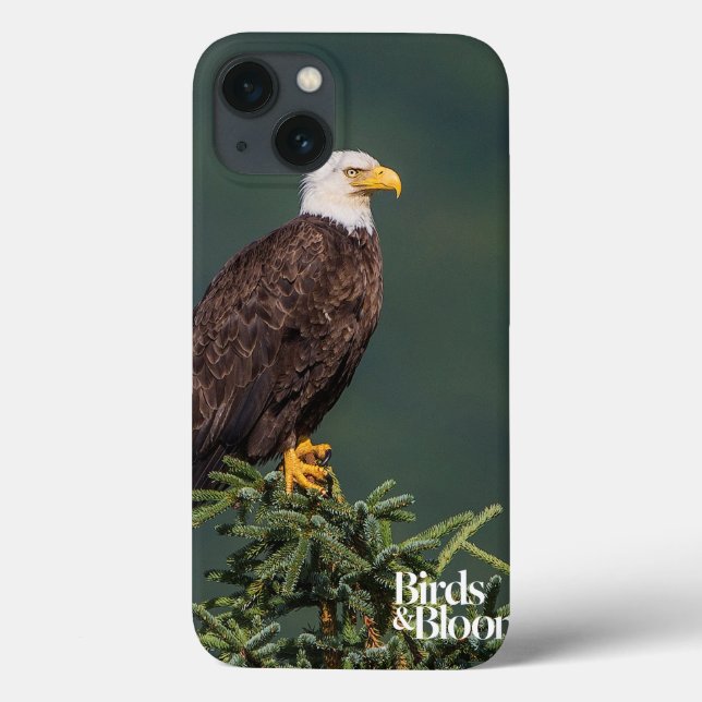 Regal Bald Eagle (Verso)