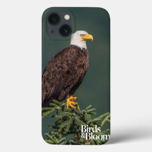 Regal Bald Eagle