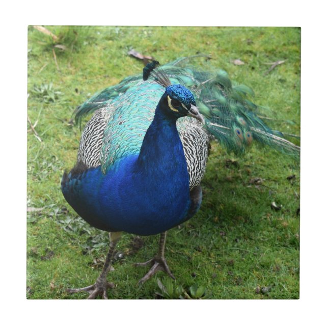 Regal Peacock Power  (Frente)