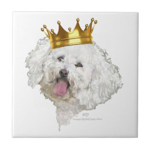 Rei Bichon Frise