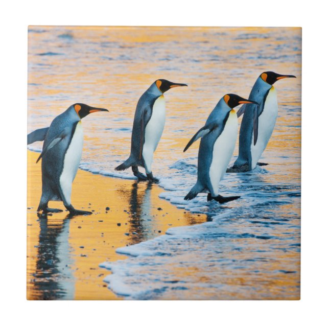 Rei pinguins no nascer do sol - azulejo (Frente)