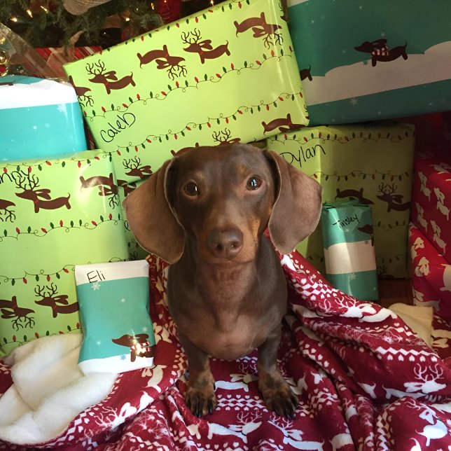 Reindeer Dachshund — Papel de embrulho para presen (Dachshund Christmas gift wrap - dachshund masquerading as a reindeer.)
