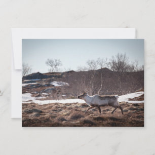 Reindeer Nature Cartão com fotos