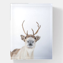 Reindeer Nature Photo