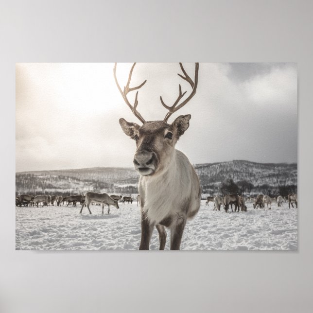 Reindeer Nature Photo Poster (Frente)