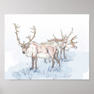 Reindeer no Impressão de neve