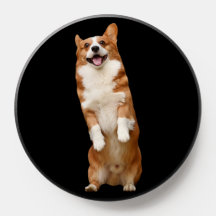 Reino Animal - Corgi Fofo Incrível