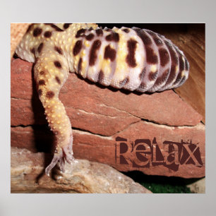 "Relaxe" o poster Lounging do geco do leopardo do