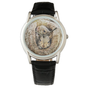 Relógio Bebês Mais Pobres   Esquilos-bebê curiosos