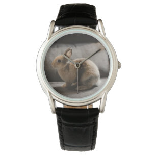 Relógio Bebês Mais Pobres   Rabbit anão neerlandês